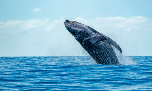 Silent auction - whale watching